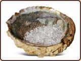 abalone-oplaadschelp abalone-oplaadschelp